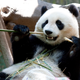 Illustration for article titled Giant Panda Breeding Efforts Have Actually Been Really Successful